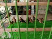 Pizzaisland(shop&dine)