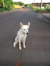 Churrasquinho do Lazao