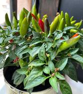 Carpe Diem Catanzaro