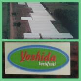 Yoshida Hortifruti