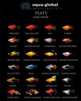 Aquámor Aquários Aves E Peixes Ornamentais