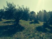 Azienda Agricola Cardarelli