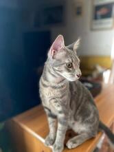 Bar des Sports "bdspignans "