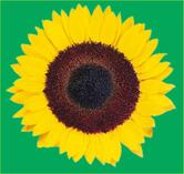 Restaurante Estância Girassol Aimorés MG