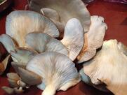 Frog Leg Cafe Senapati