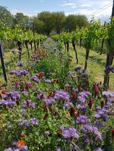 Weingut Joachim Becker