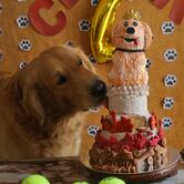 Chef Bakers - New BEL Road