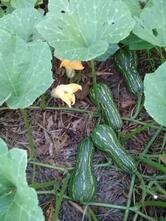 Cantina Alves Pereira