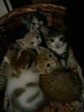 Bar Pizzeria Al Messico di Plozner Walter C. Snc.. Taverna