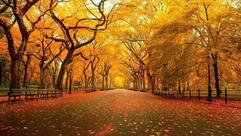 Number Five Video Cafè