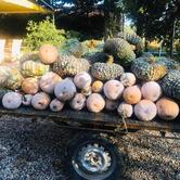 Agriturismo Villa Mocenigo