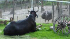 Restaurante Linhares