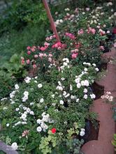 Ravi Restaurant Rajkot