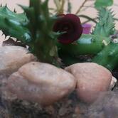 O Laricão Roots Lanches