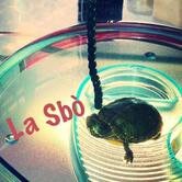 Bar Caffè Nero Bollente