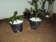 Lanchonete e Pizzaria Gelsin