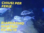 Il Cappellaio Matto Pizzeria Fainè