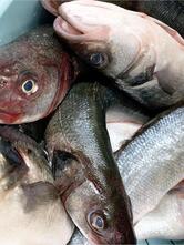 Ristorante Oasi Degli Aranci