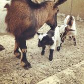 Agriturismo La Volta delle Rondini