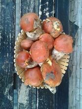 Ristorante La Rocca di Fiorucci