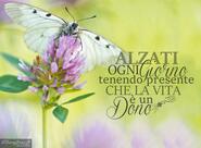 Bar Dolceamaro Petrelli Veronica