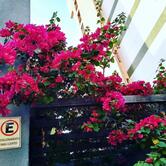 Bredo Bistrô - Cozinha Contemporânea