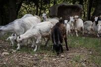 Agriturismo Tenuta La Bandita Toscana | Relais di Campagna in Toscana e Ristorante Sassetta Toscana
