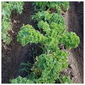 Ristorante Gourmet Taverna La Riggiola