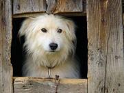Pizzaria Diogo DÚ DOCA Gama DF