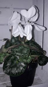 Caffetteria Arlecchino