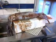 Nova Maiori Ristorante Pizzeria