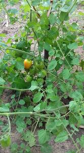 Restaurante Rural Tia Nice