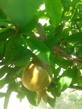 La Pinoz Pizza Bathinda