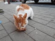 La Frite Sérésienne