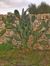 Il Classico Timisoara