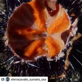 Il Delfino Sferracavallo Milano