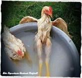 General Chicken Express