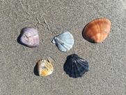 Ristorante Pizzeria Al Boschetto