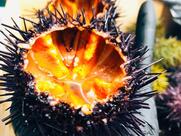 Nomisan Sushi Ristorante Giapponese