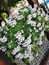 La Genziana