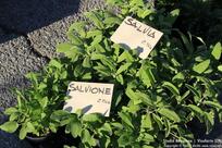 Caffe' Portici - Pasticceria Gelateria