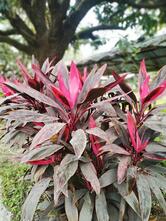 Hotel Garden Inn Restaurant