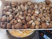 Ristorante Pizzeria Osteria Le Bocce