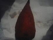 Alexander di Linguanti Fabio