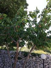 Pizzeria Trattoria Ratatouille