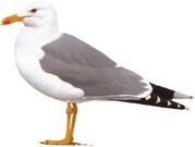 Ristorante Bar Il Gabbiano Di Schiavulli Pasquale