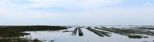 Les meilleures huîtres du monde