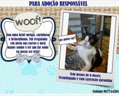 Juju Vegan Recife PE