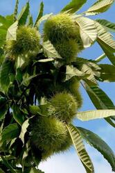 Agriturismo Biologico "Il Vento dei Tre Santi "