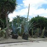 Oasi caffe di katiuscia collu